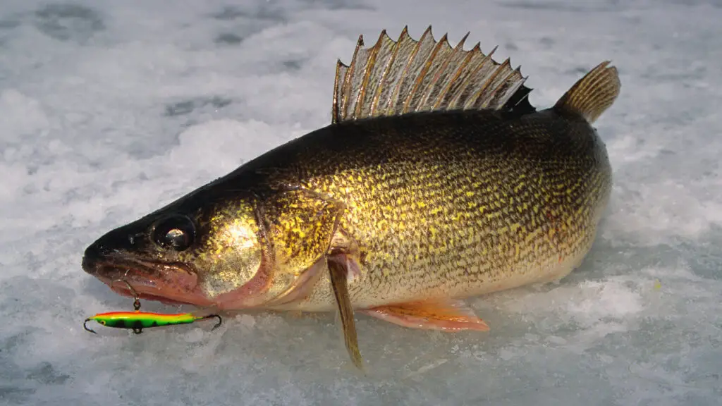 Walleye Ice Fishing