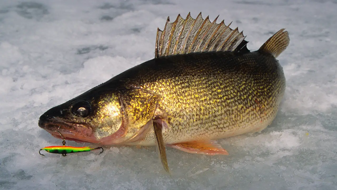 What Is The Best Hook Size For Walleye Ice Fishing? FishFinder HQ