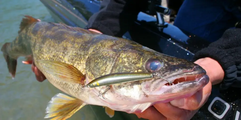 Walleye Ice Fishing