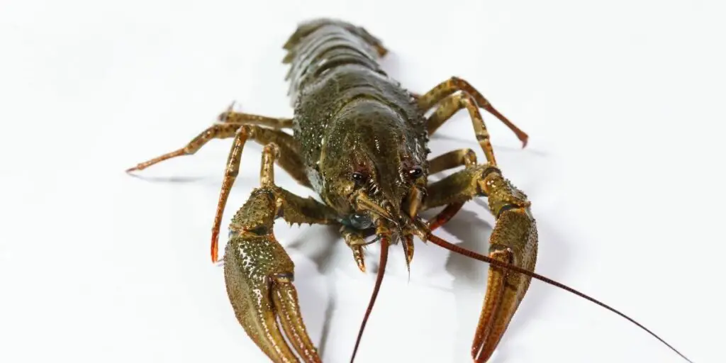 Best Bait for River Fishing
