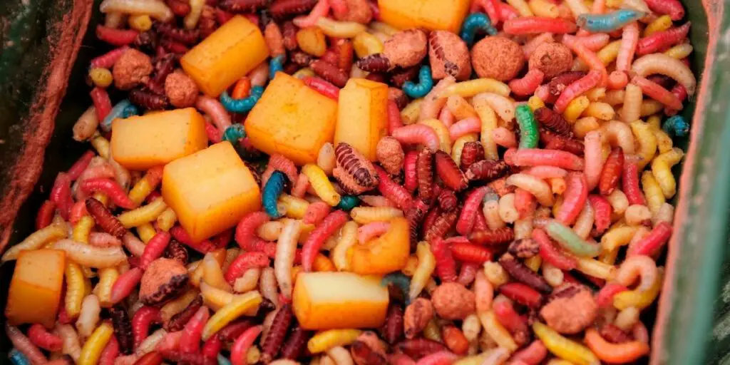 maggots for fishing carp
