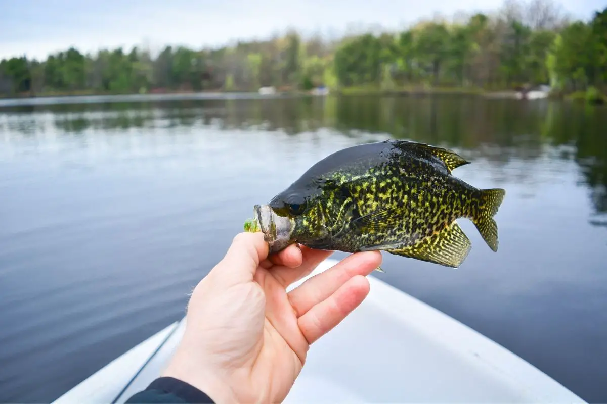 Complete Guide For Fishing Crappie FishFinder HQ