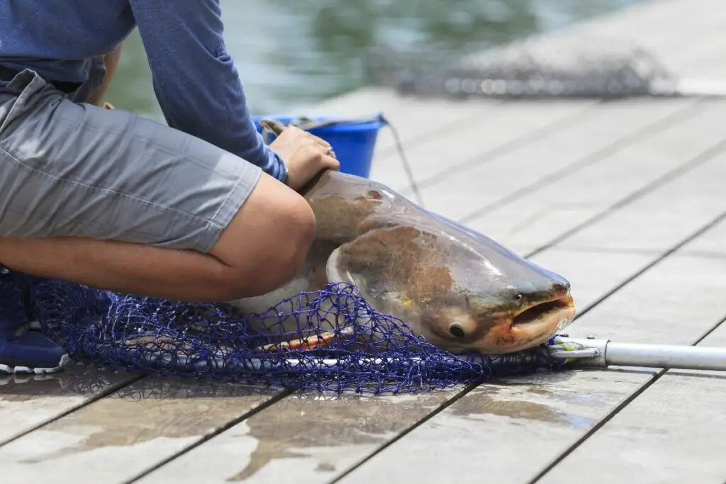 How long can catfish live out of water