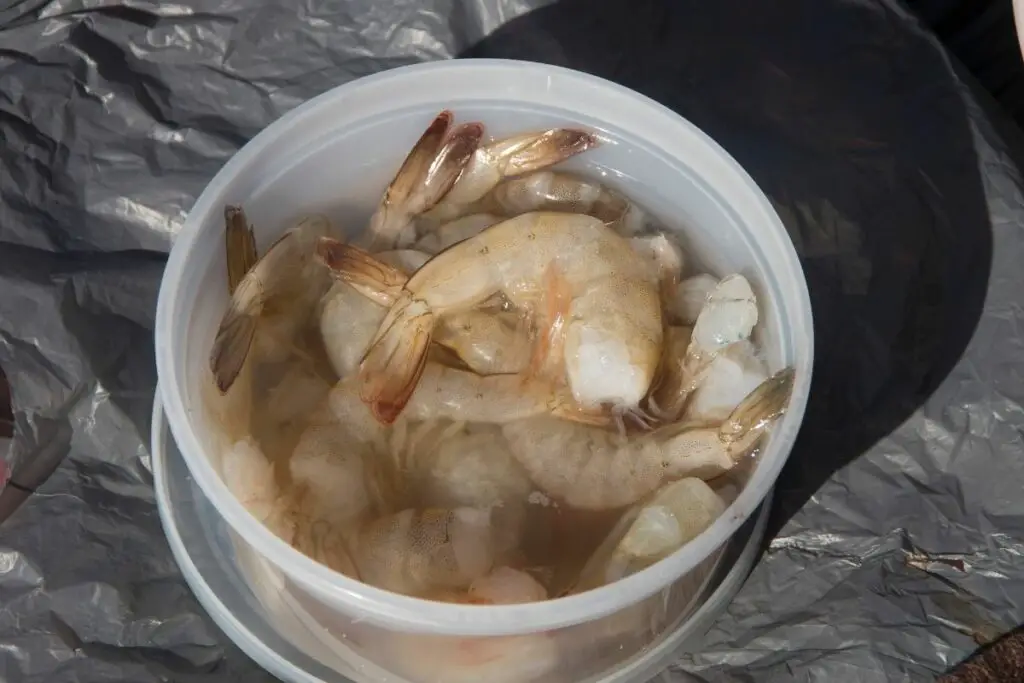 Shrimp good bait to use for catching catfish