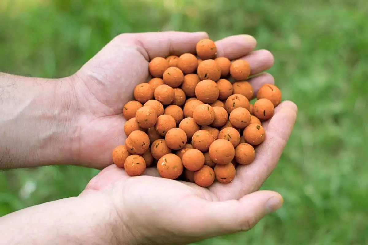 best boilies for carp fishing