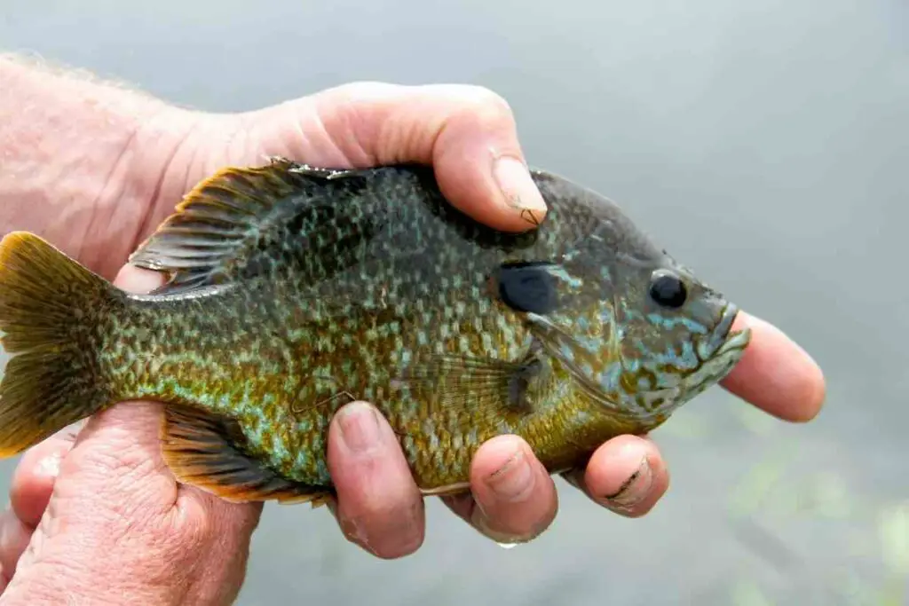 You Won’t Need Heavy-duty Tackle for bluegill