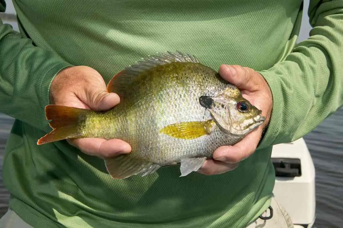 Beginners Guide for Catching Bluegill in Summer and Winter