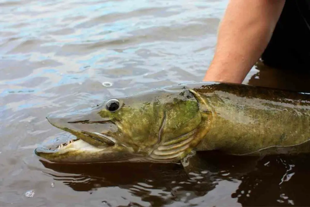 Muskellunge get back in water