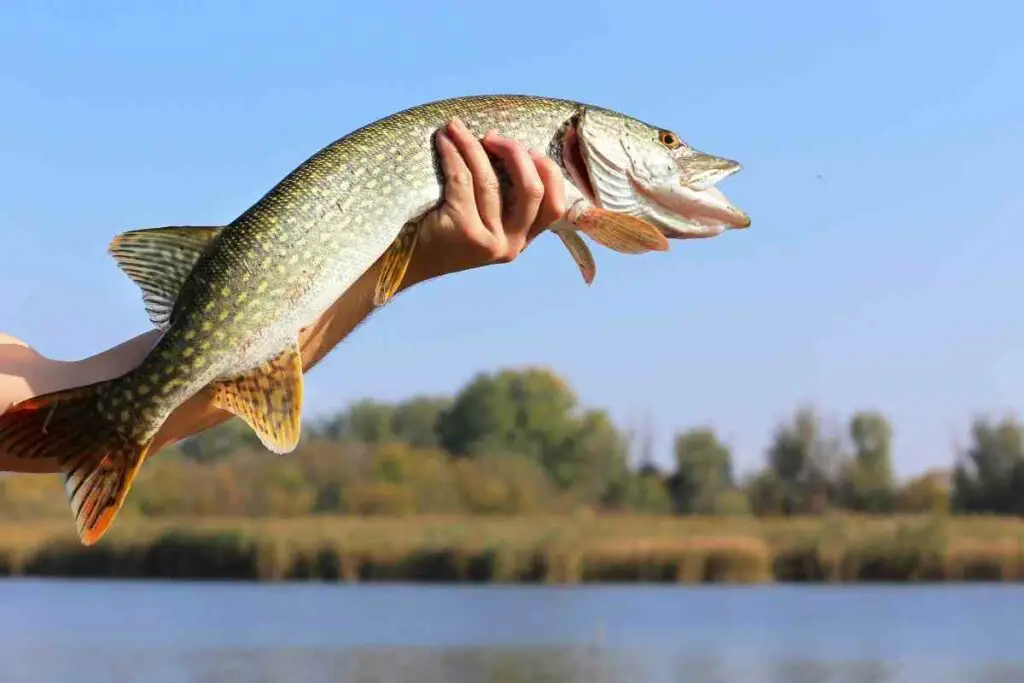 Which Fish Is Bigger fish: Muskie or Pike?