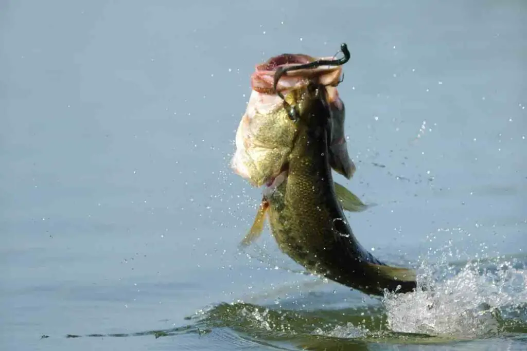 Best Time to Fish for Bass in a Pond